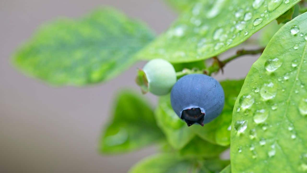 Proper Watering Techniques to Ensure Healthy Blueberry Plants