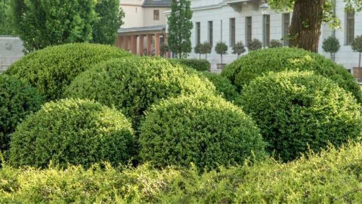 Best Fertilizers for Boxwoods – A Buyers Guide 2022