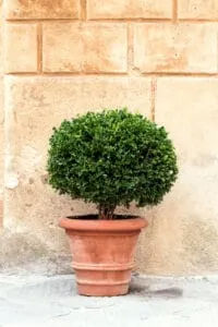 Boxwoods can be cut into almost any shape
