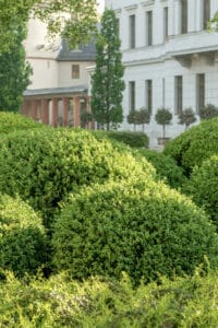 Boxwoods should be fertilized in late fall or early spring