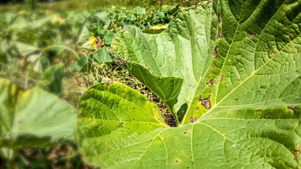 brown-spots-on-cucumber-leaves-identification-treatment