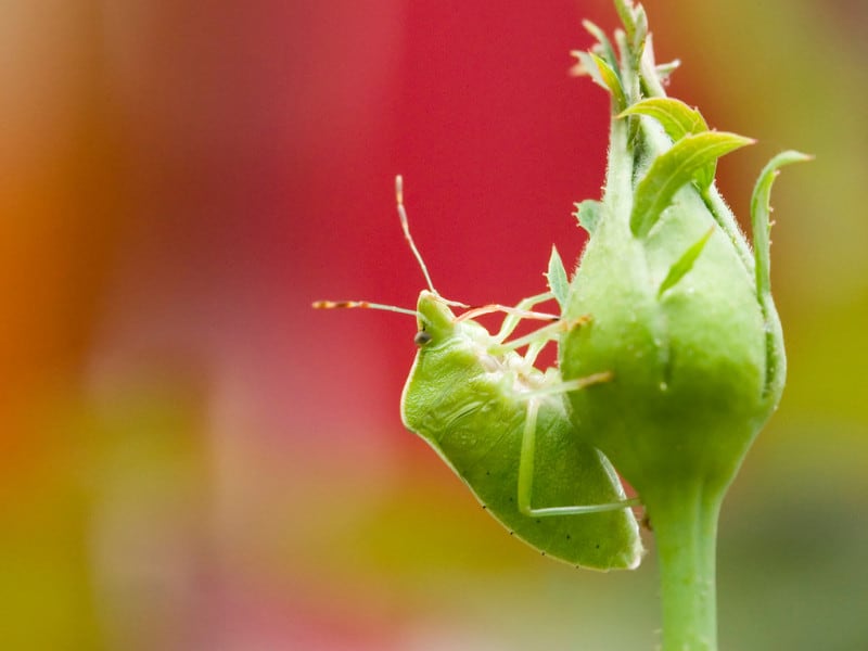 Bug and pest infestations are a problem for roses. This is why they protect themselves using thorns.