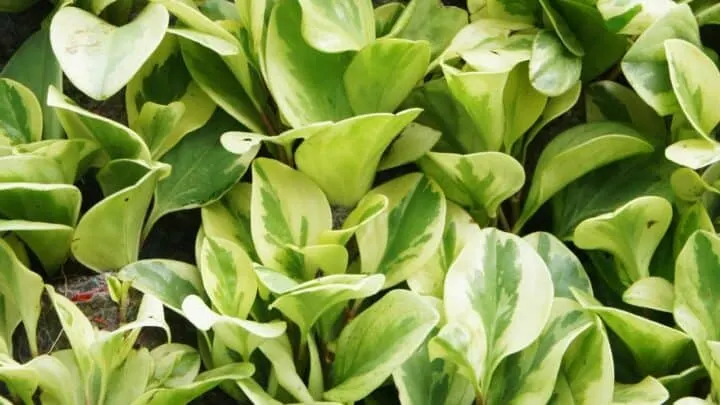 How to Make Pothos Bushy? Oh, I Get It