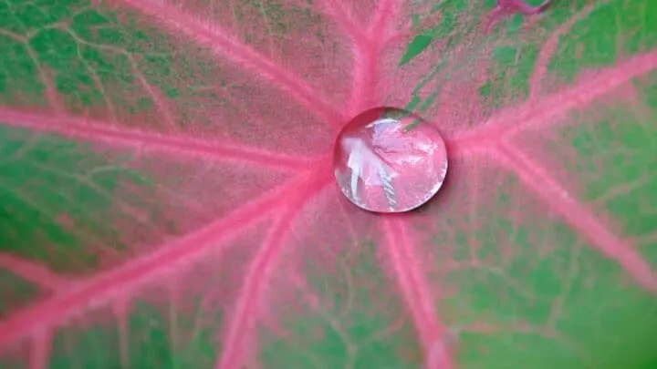 Caladium Blaze Care &ndash; Every Gardener&rsquo;s Must-Have Guide