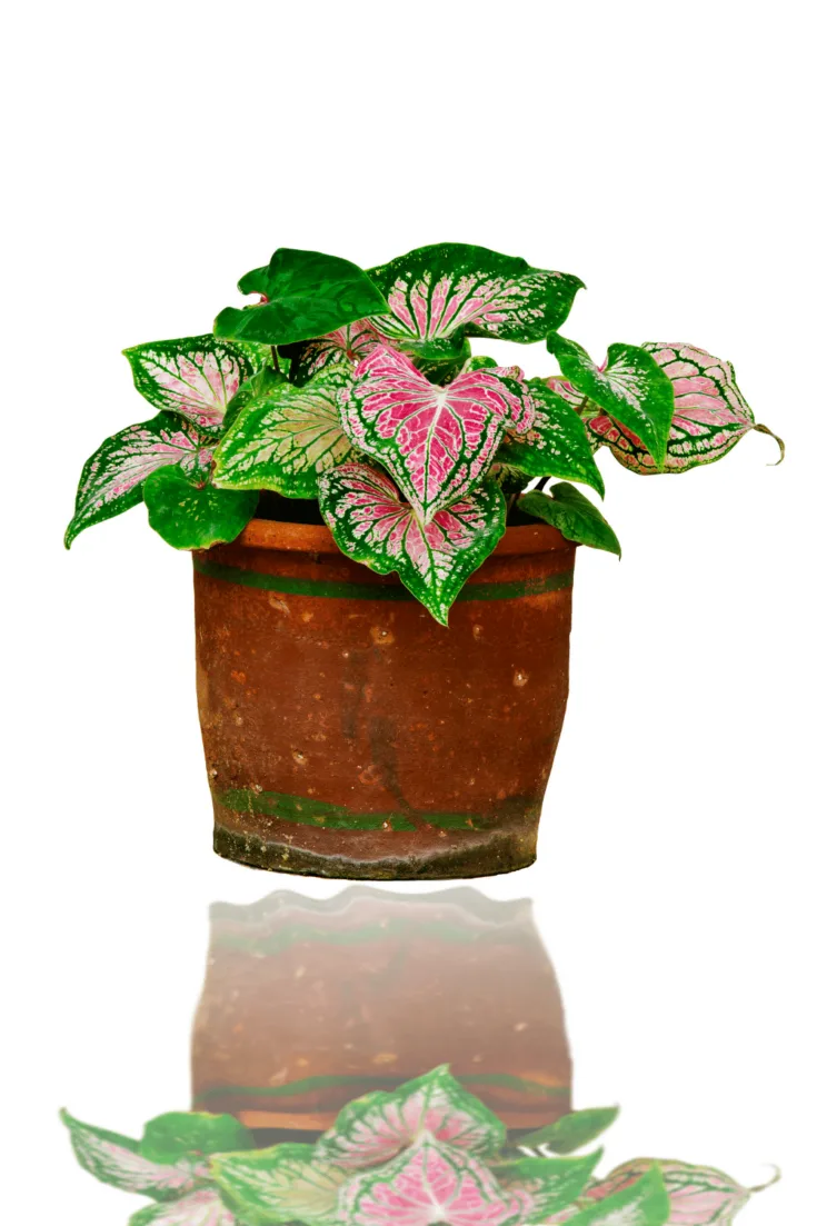 Caladium bulbs in pots can remain in pots for the winter
