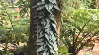 Cissus Amazonica