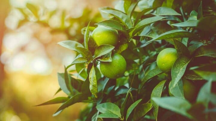 When to Prune Citrus Trees in California? #1 Best Answer