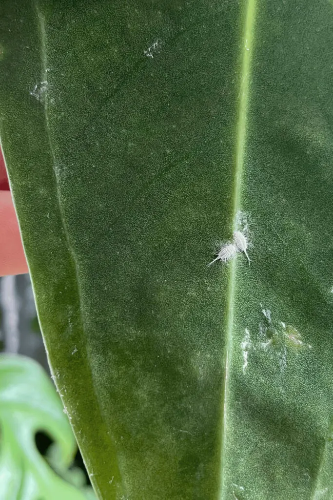 Close-up of white spots on my Anthurium warocqueanum. These are clearly mealybugs