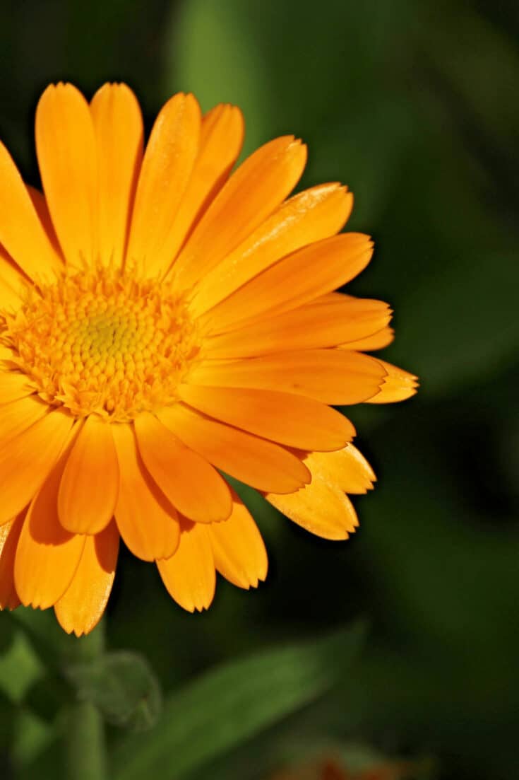 Common Marigolds in soil need an inch to an inch-and-a-half of water every week