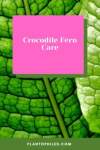 Crocodile Fern Care