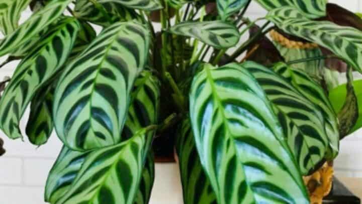 Ctenanthe Burle Marxii Plant Care