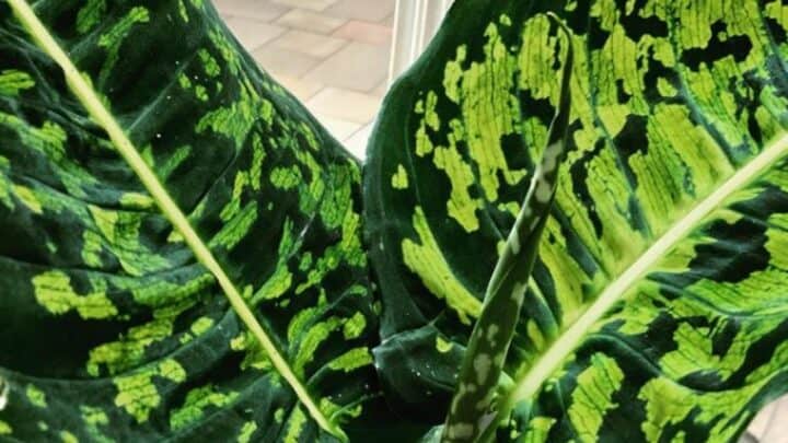 Dieffenbachia Reflector Care ― Your One-stop Guide