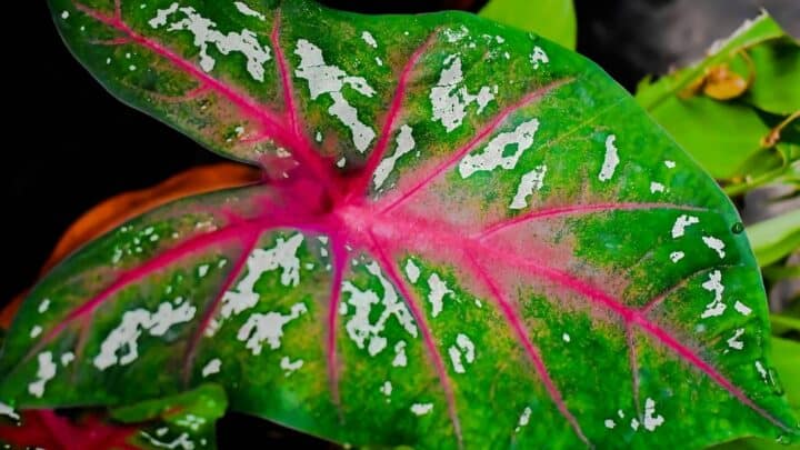 When to Dig up Caladium Bulbs? Here’s the Best Time!