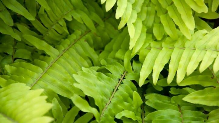6 Nifty Steps on How to Divide a Boston Fern