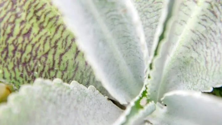 Donkey Ear Plant Care &mdash; Top Tips