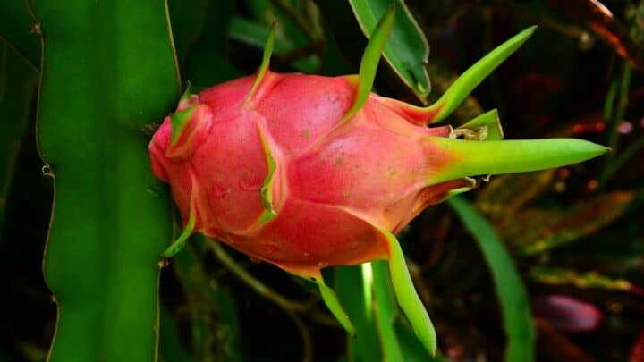 Dragon Fruit Plant Care  — Best Care Guide!
