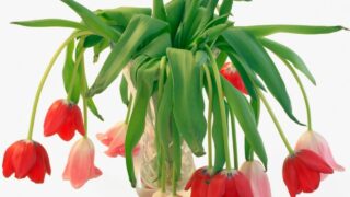 Drooping Tulips in Vase