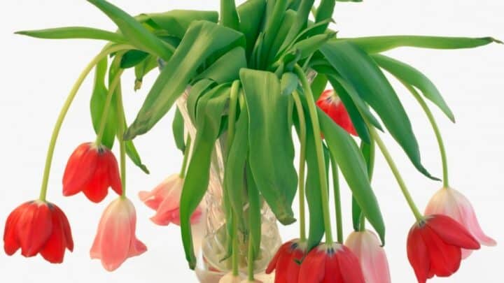 Why Tulips in a Vase May be Drooping & How to Fix It