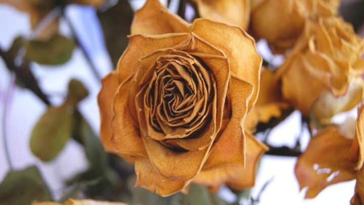 6 Reasons Why Your Roses Are Dying & How to Fix It