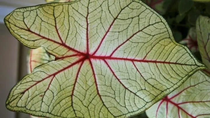 Elephant Ear Caladium Plant Care &ndash; Must-Read Guide!