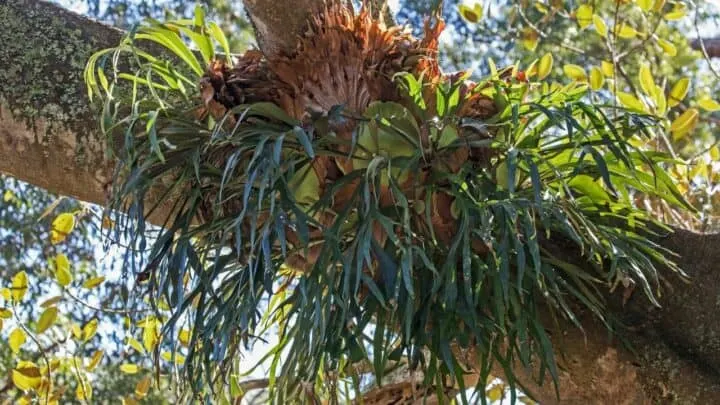 Elkhorn Fern Care &ndash; A Must-Read Guide!