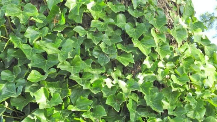 Why is My English Ivy Dying? Oh No!