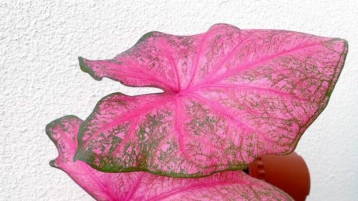 Fannie Munson Caladium Plant Care — Detailed Plant Guide