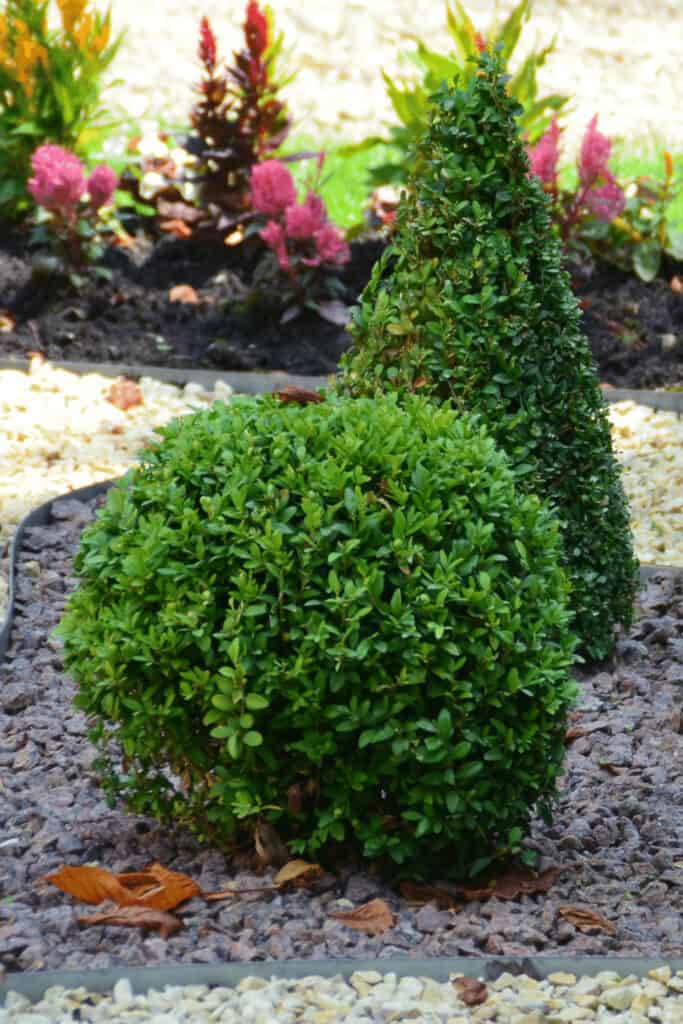 Best Fertilizers for Boxwoods – A Buyers Guide 2022