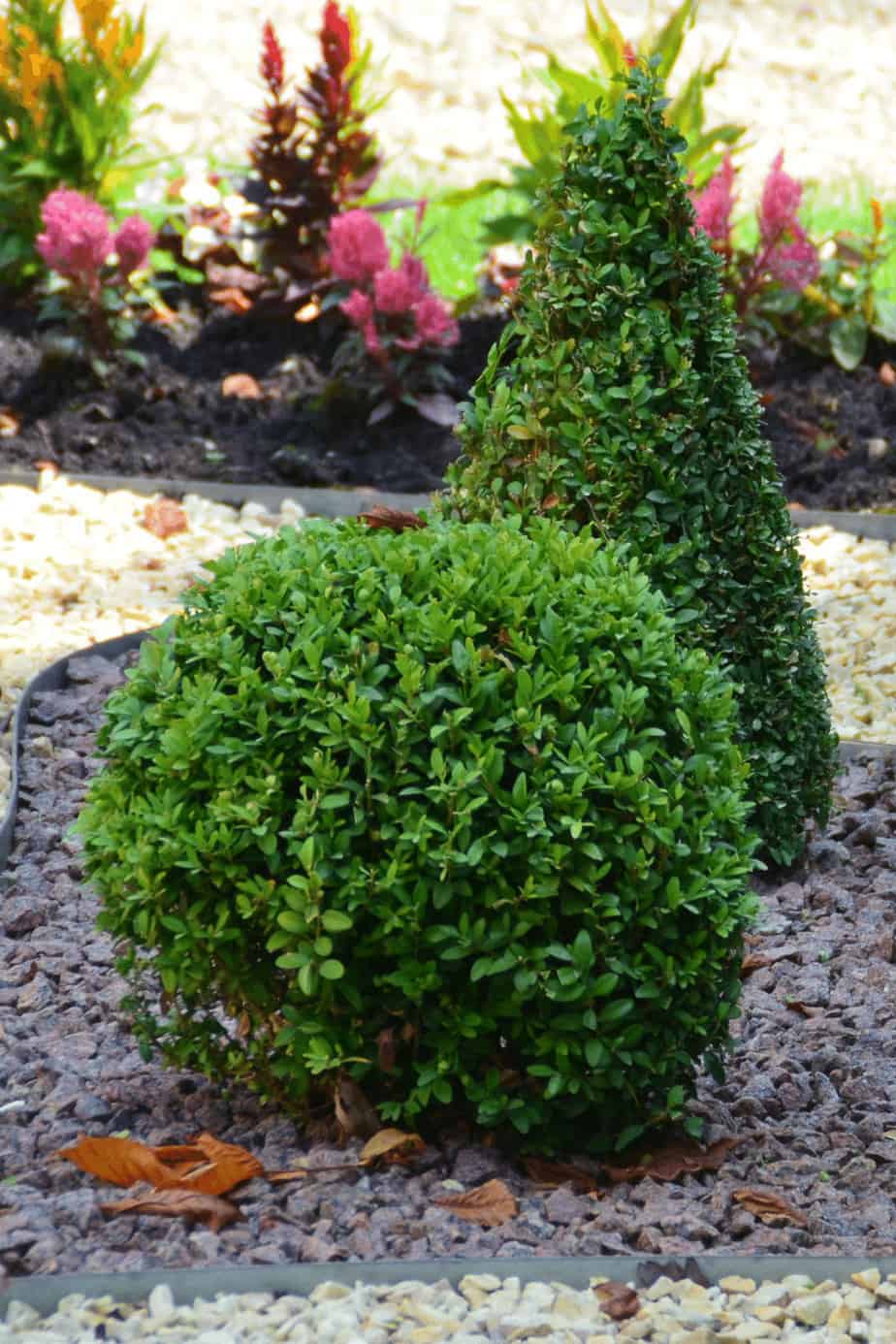 Best Fertilizers for Boxwoods – A Buyers Guide 2022