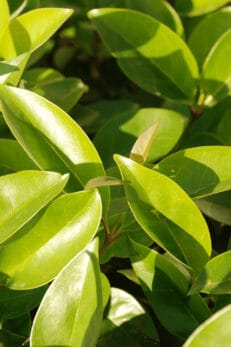 Best Fertilizers for Boxwoods – A Buyers Guide 2022