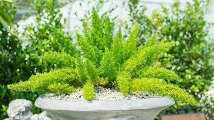 Foxtail Fern Care — A Full Guide