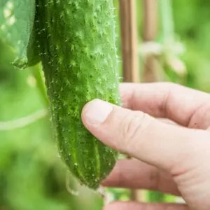 Fruits grow from female cucumber flowers