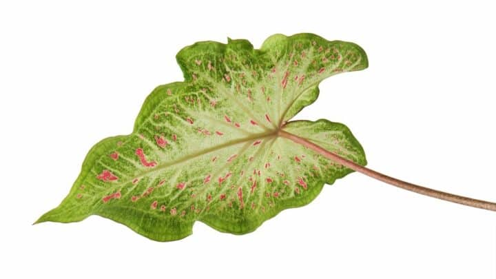 Gingerland Caladium Plant Care – A Care Guide