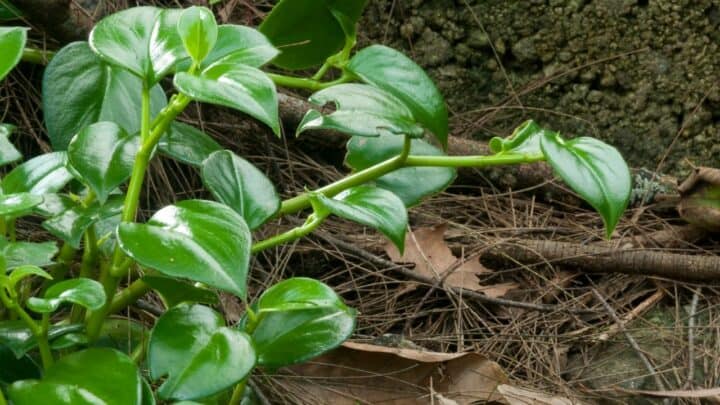 Heartleaf Philodendron Yellow Leaves – #1 Causes & Remedies