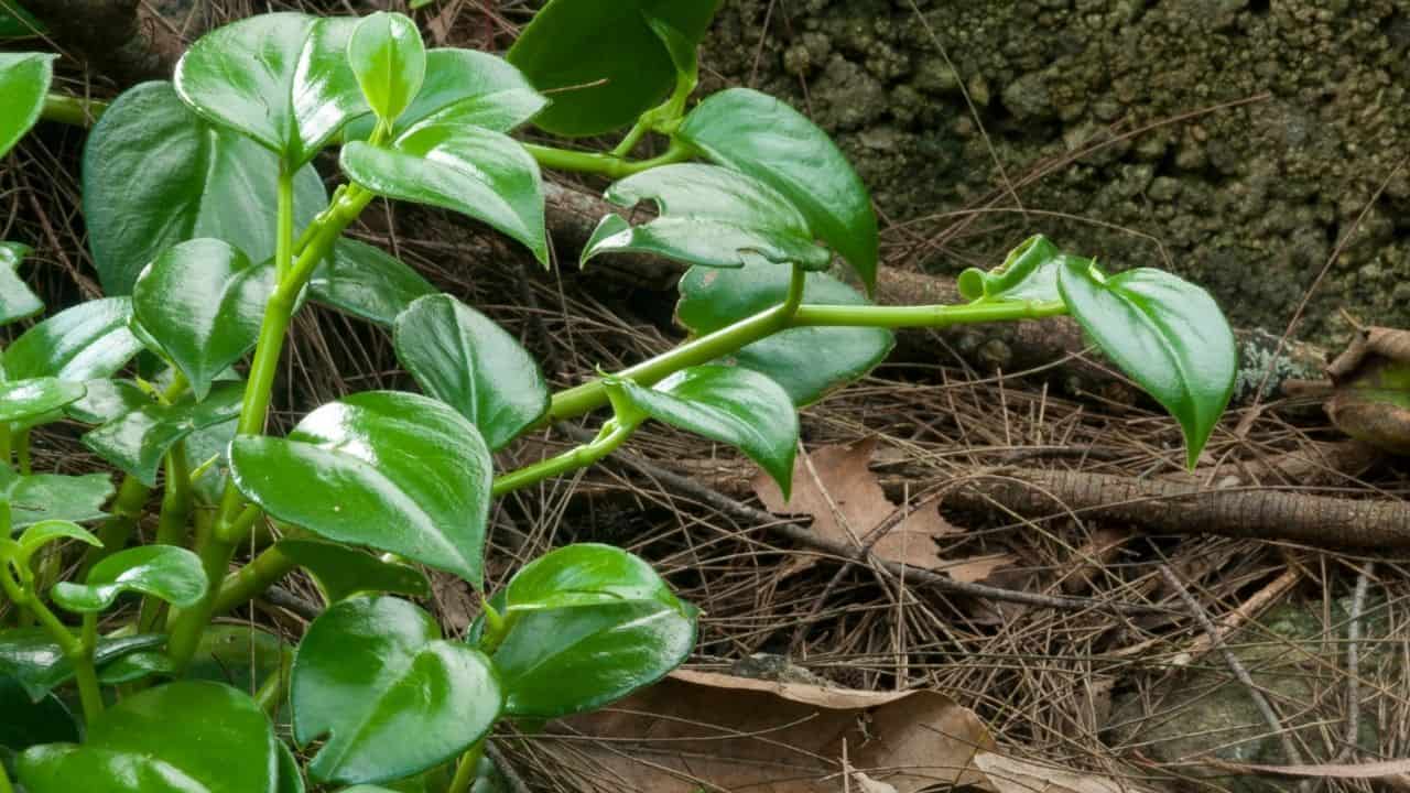 Heartleaf Philodendron