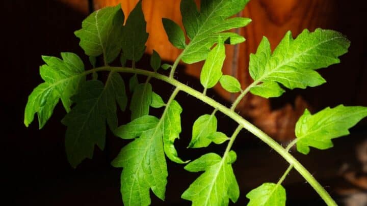 Holes on Tomato Leaves – Why is That?
