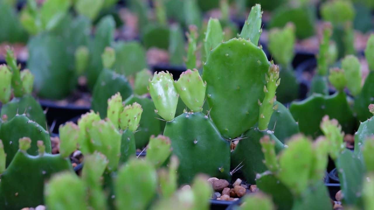 How Fast Cactus Grow