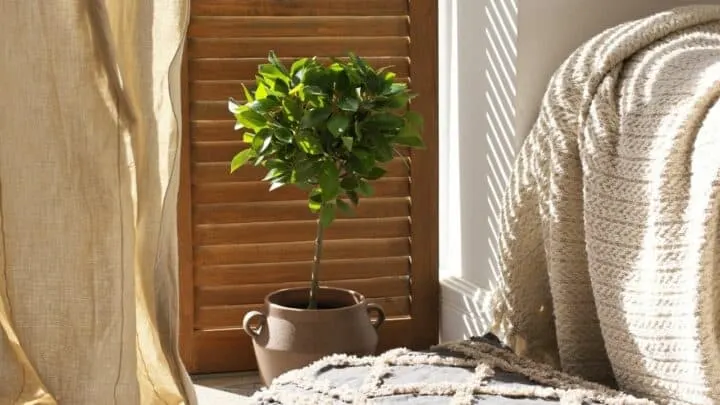 How Fast Do Ficus Trees Grow? Ooh!