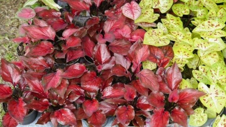 How Long Does It Take For Caladium Bulbs To Sprout? Read Here!