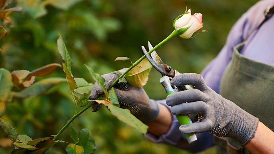 how-long-can-roses-go-without-water-the-answer