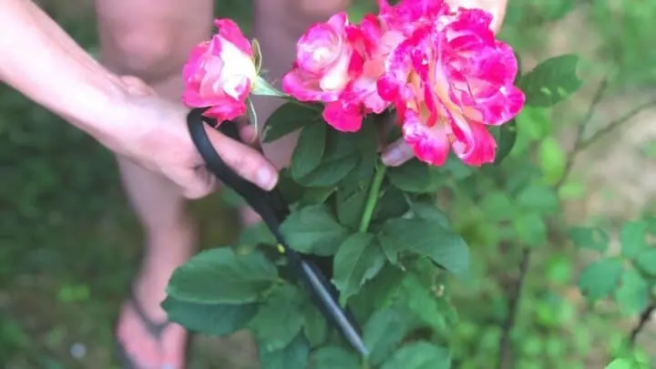 How Long Do Cut Roses Last? &mdash; The Answer