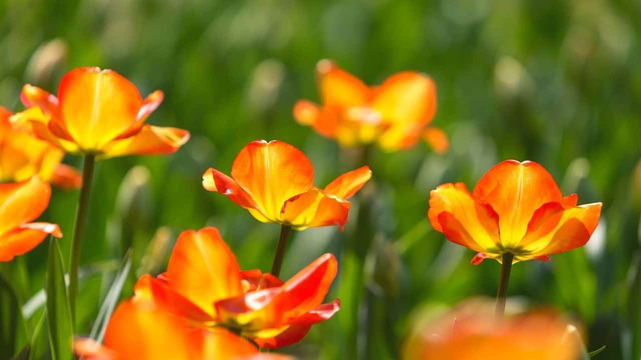 How Long Do Tulips Bloom