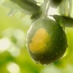 How Much Water Do Lemon Trees Need