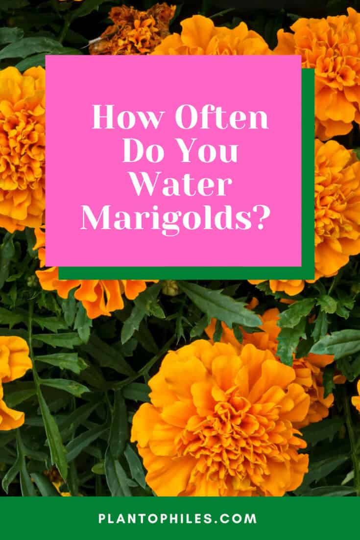 Experts share their watering knowledge to keep your marigolds happy