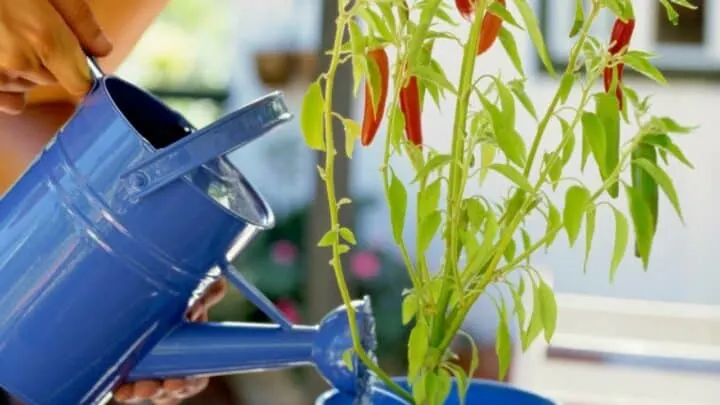 How Often To Water Pepper Plants? Let&rsquo;s Find Out!