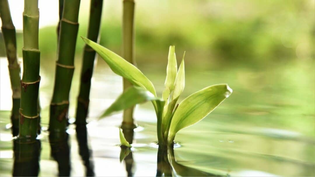 Unveiling the Secrets of Bamboo Care in Water – A Guide to a Thriving IndoorOasis