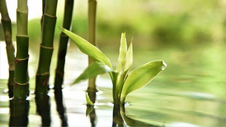 How Often to Water Bamboo? Be Careful!