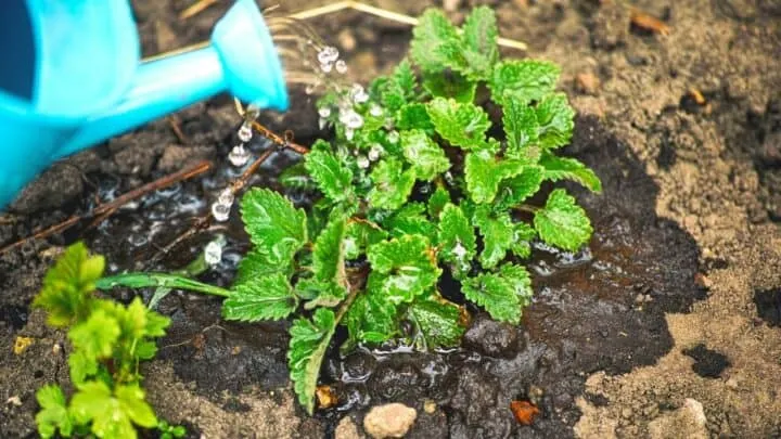 How Often to Water Mint? &mdash; Question Solved