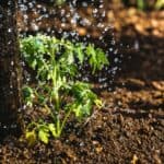 How Often to Water Parsley