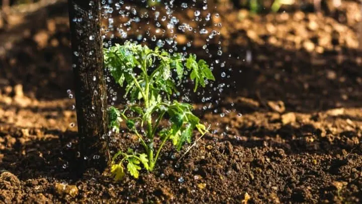 How Often to Water Parsley? Let&rsquo;s See!